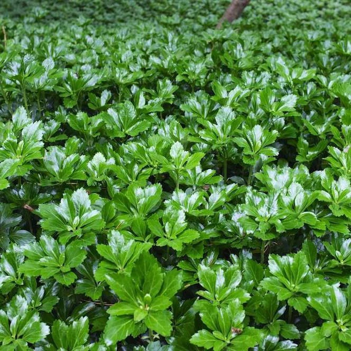 6 x Schaduwkruid of Dikkemanskruid Green Sheen - Wintergroene Bodembedekker - Pachysandra terminalis 'Green Sheen' in 9x9cm pot met hoogte 5-10cm