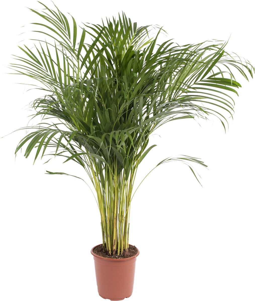 WL Plants - Dypsis Lutescens - Areca Palm - Goudpalm - Luchtzuiverend -  Kamerplanten -... | bol.
