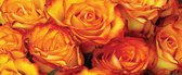Fotobehang Amber Roses | PANORAMIC - 250cm x 104cm | 130g/m2 Vlies