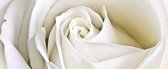 Fotobehang Flowers Rose White Nature | PANORAMIC - 250cm x 104cm | 130g/m2 Vlies