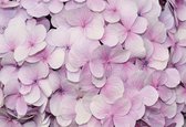 Fotobehang Purple Flowers Floral Design | PANORAMIC - 250cm x 104cm | 130g/m2 Vlies