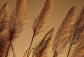 Fotobehang Grasses Blowing In The Wind | XL - 208cm x 146cm | 130g/m2 Vlies
