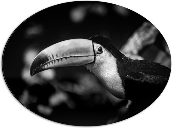 Dibond Ovaal - Zwart- wit Foto van Toekan omringd door Bladeren - 56x42 cm Foto op Ovaal (Met Ophangsysteem)
