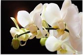 Schilderij Witte orchidee, 4 maten, premium print