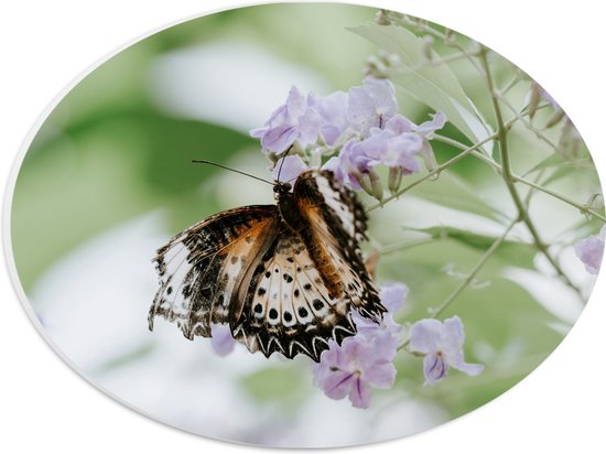 PVC Schuimplaat Ovaal - Bruin met Zwarte Vlinder met Open Vleugels bij Paarse Bloemen - 28x21 cm Foto op Ovaal (Met Ophangsysteem)