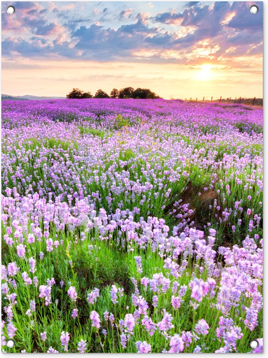 Tuinposter bloemen - Tuindecoratie lavendel paars - 60x80 cm - Tuinschilderij voor buiten - Tuindoek zonsondergang - Wanddecoratie tuin - Schuttingdoek - Balkon decoratie - Muurdecoratie natuur landschap - Buitenposter schutting