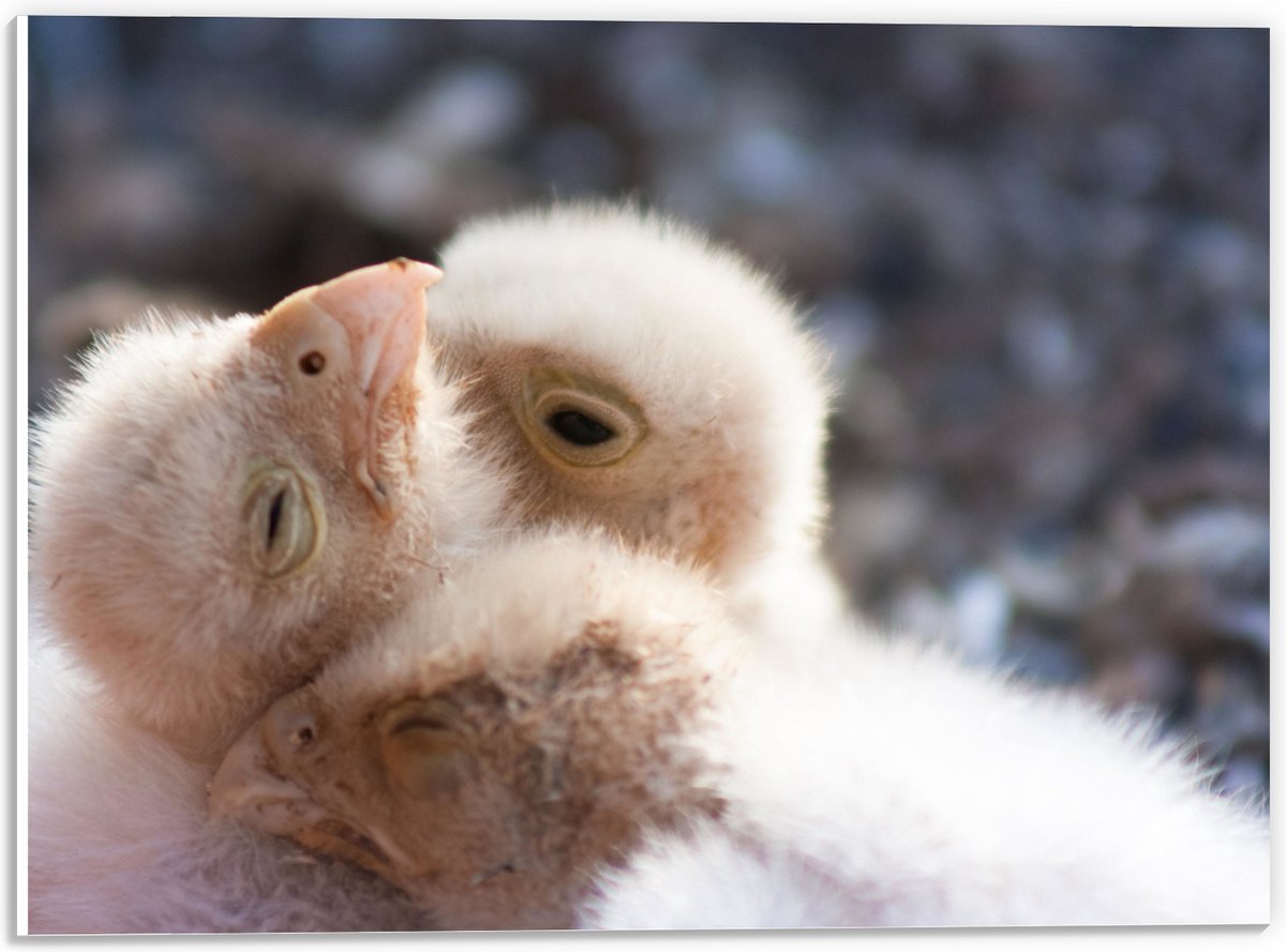 PVC Schuimplaat - Drie Pasgeboren Vogels aan het Knuffelen - 40x30 cm Foto op PVC Schuimplaat (Met Ophangsysteem)