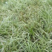 6x Zegge - Carex conica 'Snowline' - Pot 9x9cm