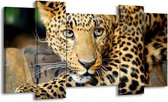 Peinture sur toile Léopard | Marron noir | 120x65 5 Liège