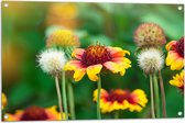 Tuinposter – Gaillardia Pulchella Bloemen in het Veld - 90x60 cm Foto op Tuinposter (wanddecoratie voor buiten en binnen)