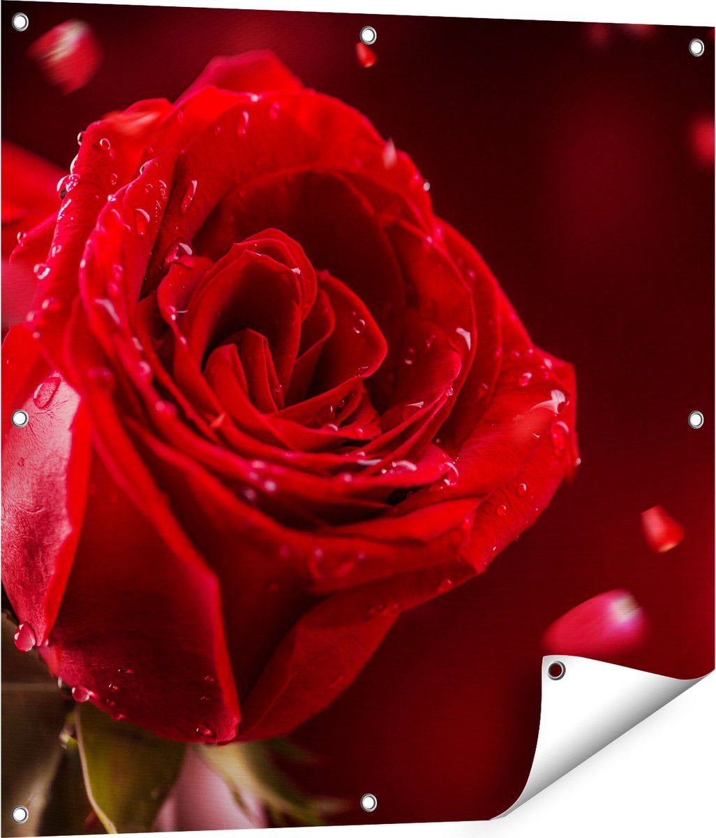 Gards Tuinposter Romantische Rode Roos - 80x80 cm - Tuindoek - Tuindecoratie - Wanddecoratie buiten - Tuinschilderij Multikleur