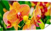 Gards Tuinposter Geel Rode Orchidee Bloemen - 180x90 cm - Tuindoek - Tuindecoratie - Wanddecoratie buiten - Tuinschilderij