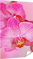 Gards Tuinposter Roze Orchidee Bloemen - 100x150 cm - Tuindoek - Tuindecoratie - Wanddecoratie buiten - Tuinschilderij