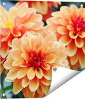 Gards Tuinposter Oranje Dahlia Bloemen - 50x50 cm - Tuindoek - Tuindecoratie - Wanddecoratie buiten - Tuinschilderij