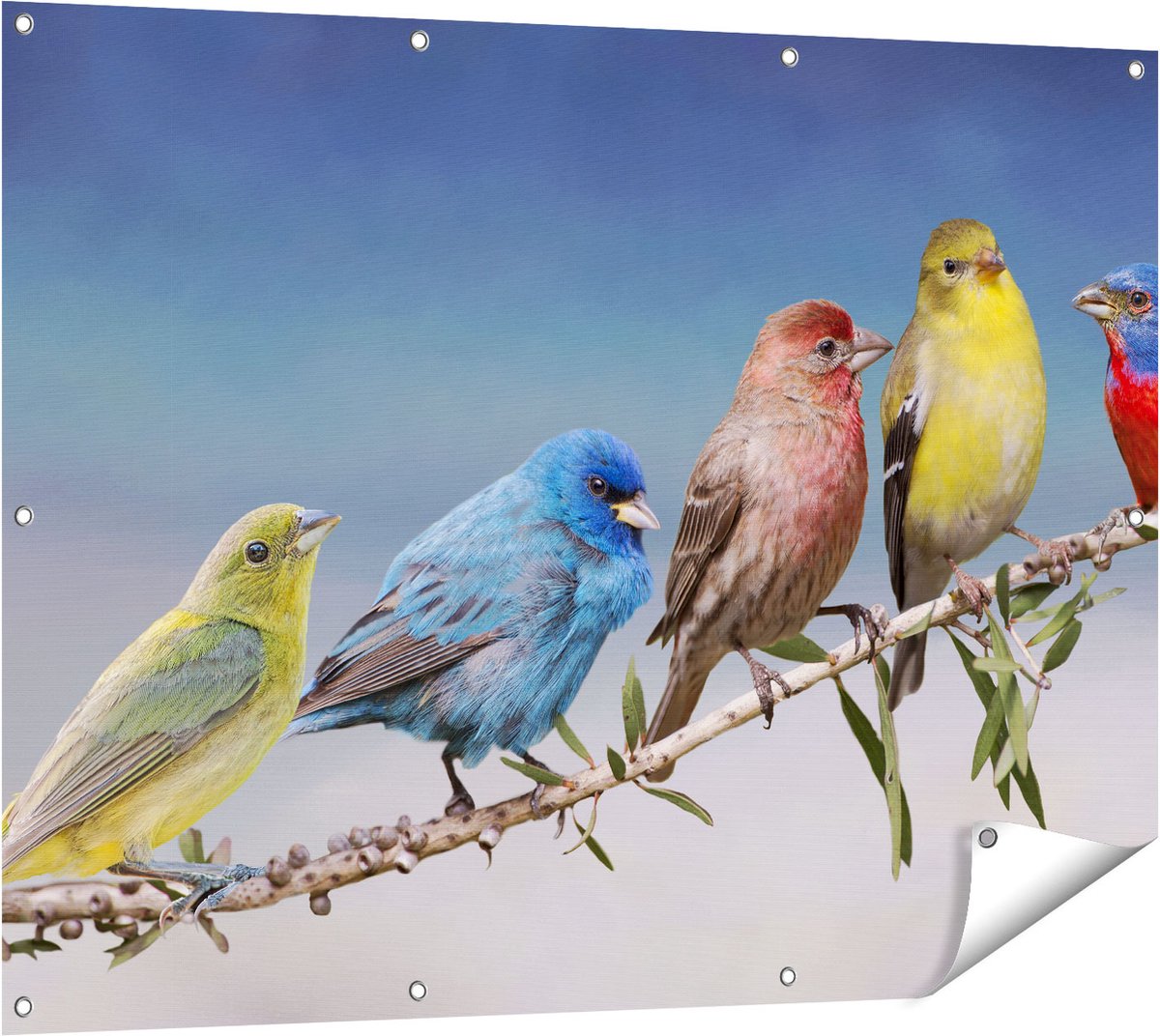 Gards Tuinposter Kleurrijke Zangvogels op een Tak - Kleur - 120x90 cm - Tuindoek - Tuindecoratie - Wanddecoratie buiten - Tuinschilderij Multikleur