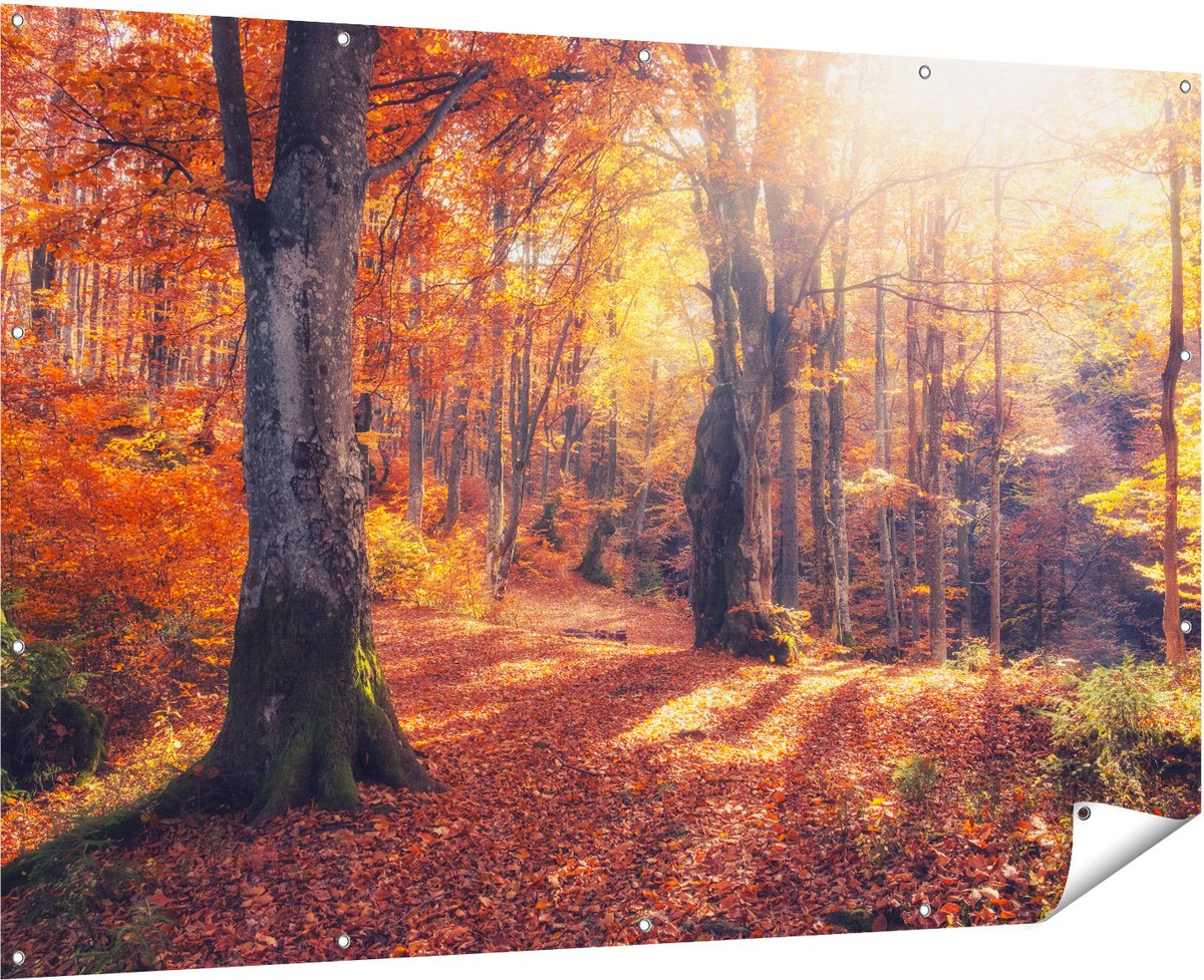 Gards Tuinposter Oranje Herfstbos met Zonneschijn - 180x120 cm - Tuindoek - Tuindecoratie - Wanddecoratie buiten - Tuinschilderij Multikleur