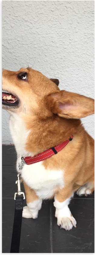Poster (Mat) - Cogi Puppy met Rode Halsband - 20x60 cm Foto op Posterpapier met een Matte look