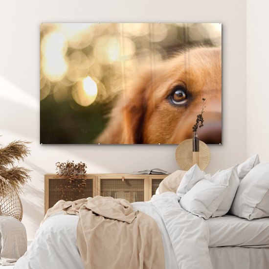 Le scintillement dans l'oeil du Golden Retriever Plexiglass 180x120 cm - Tirage photo sur Glas (Décoration murale Plexiglass) XXL / Groot format!
