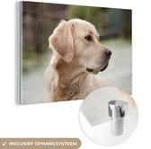 Un aspect oblique en plexiglas Golden Retriever 30x20 cm - petit - Tirage photo sur Glas (décoration murale en plexiglas)