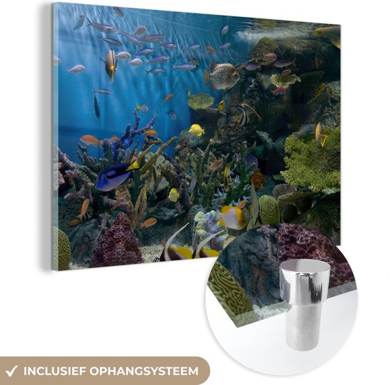 MuchoWow® Glasschilderij 30x20 cm - Schilderij acrylglas - Levendige onderwaterwereld - Foto op glas - Schilderijen