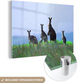 MuchoWow® Glasschilderij 120x80 cm - Schilderij acrylglas - Kangoeroes - Dieren - Gras - Foto op glas - Schilderijen