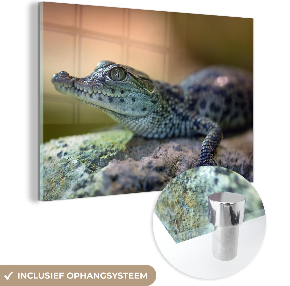 MuchoWow® Glasschilderij 90x60 cm - Schilderij acrylglas - Krokodil - Baby - Stenen - Foto op glas - Schilderijen