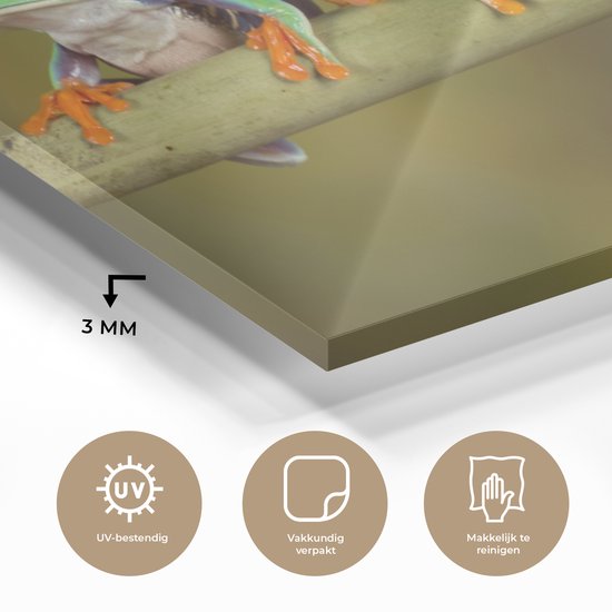 MuchoWow® Peinture sur Verre - Grenouilles - Branche - 40x20 cm - Peintures Acrylique - Photo sur Glas