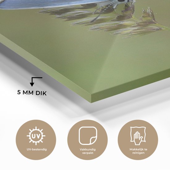 MuchoWow® Peinture sur verre - Papillon bleu sur une tige de maïs - 120x180 cm - Peintures sur verre acrylique - Photo sur Glas