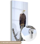 MuchoWow® Glasschilderij 40x80 cm - Schilderij acrylglas - Amerikaanse zeearend - Adelaar - Roofvogels - Zittend - Foto op glas - Schilderijen