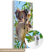 MuchoWow® Glasschilderij 60x120 cm - Schilderij acrylglas - Koala - Bladeren - Lucht - Kinderen - Jongens - Meiden - Foto op glas - Schilderijen