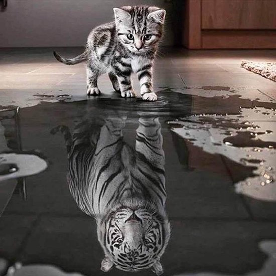 Oorzaak galop lassen Diamond Painting Kitten met tijger spiegelbeeld 30x30cm. (Volledige  bedekking -... | bol.com