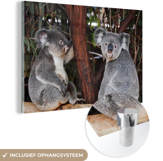 MuchoWow® Glasschilderij 150x100 cm - Schilderij acrylglas - Twee koalaberen op een tak - Kinderen - Jongens - Meiden - Foto op glas - Schilderijen
