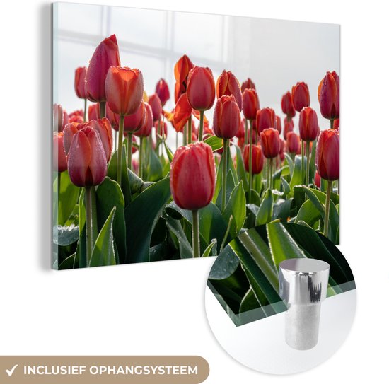 MuchoWow® Glasschilderij 30x20 cm - Schilderij acrylglas - Een gebied met rode tulpen in Nederland - Foto op glas - Schilderijen