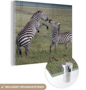 MuchoWow® Glasschilderij 90x90 cm - Schilderij acrylglas - Spelende zebras - Foto op glas - Schilderijen