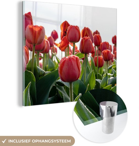 MuchoWow® Glasschilderij 20x20 cm - Schilderij acrylglas - Een gebied met rode tulpen in Nederland - Foto op glas - Schilderijen