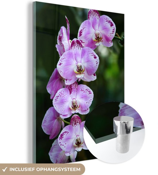 MuchoWow® Glasschilderij 60x80 cm - Schilderij acrylglas - Orchideeën in bloei - Foto op glas - Schilderijen