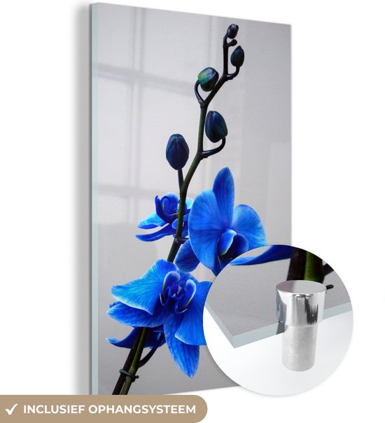 MuchoWow® Peinture sur verre 60x90 cm - Peinture sur verre acrylique - Orchidée bleue - Photo sur verre - Peintures