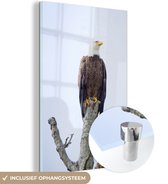 MuchoWow® Glasschilderij 20x30 cm - Schilderij acrylglas - Amerikaanse zeearend - Adelaar - Roofvogels - Zittend - Foto op glas - Schilderijen