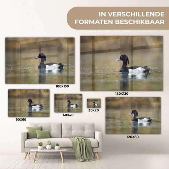 MuchoWow® Peinture sur verre 180x120 cm - Peinture sur verre - Canard tufté - Water - Vogel - Photo sur verre acrylique - Peintures