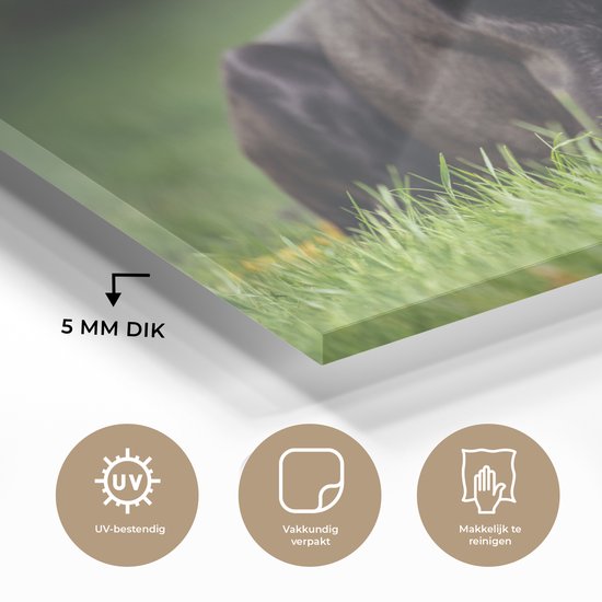 Un labrador noir dans l'herbe Plexiglas 120x80 cm - Tirage photo sur Glas (décoration murale plexiglas)