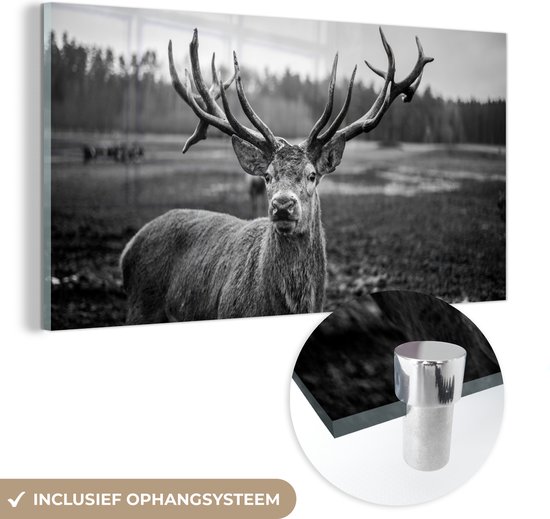 Tableau sur verre - Photo sur verre - Animaux - Cerf - Bois - Forêt - Nature - 120x60 cm - Verre acrylique - Décoration murale verre - Tableau sur verre cerf - Tableau sur verre animaux - Décoration d'intérieur