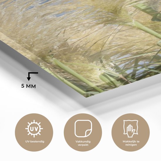 MuchoWow® Peinture sur verre 80x160 cm - Peinture sur verre acrylique - Herbe de la pampa - Plante - Nature - Photo sur verre - Peintures