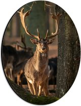 Dibond Ovaal - Aankijkend Hert met Groot Gewei tussen Bomen in het Bos - 21x28 cm Foto op Ovaal (Met Ophangsysteem)