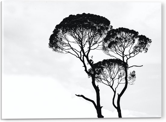 Acrylglas - Zwarte Bomen bij de Witte Lucht - 40x30 cm Foto op Acrylglas (Met Ophangsysteem)