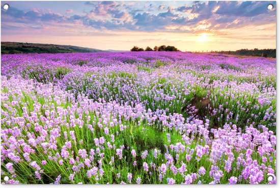 Tuinposter bloemen - Tuindecoratie lavendel paars - 90x60 cm - Tuinschilderij voor buiten - Tuindoek zonsondergang - Wanddecoratie tuin - Schuttingdoek - Balkon decoratie - Muurdecoratie natuur landschap - Buitenposter schutting
