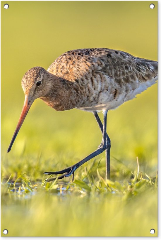 Posters de jardin extérieur Vogels - Herbe - Paysage - Barge à queue noire - 60x90 cm