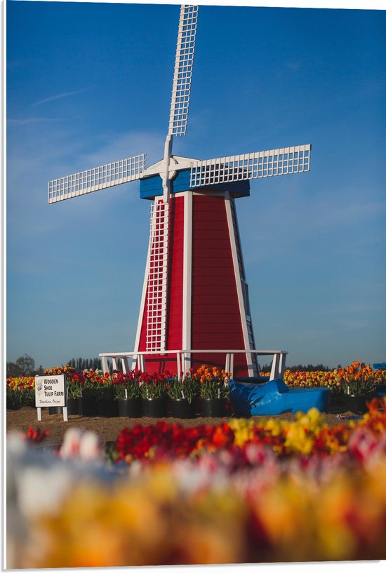 PVC Schuimplaat- Rode Windmolen in een Tulpenveld - 50x75 cm Foto op PVC Schuimplaat