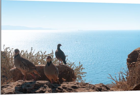 Dibond - Drie Vogels op Stenen aan de Rand van Cliff aan de Kust - 120x80 cm Foto op Aluminium (Met Ophangsysteem)