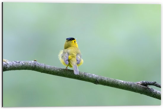 Dibond - Achteraanzicht van Zingend Geel Wilsons Vogeltje op een Tak - 60x40 cm Foto op Aluminium (Met Ophangsysteem)