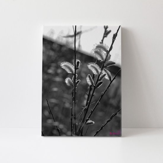 Plant | Close-up | Zwart-wit | Natuur | Stichting BY Amanda | Canvasdoek | Wanddecoratie | 60CM x 90CM | Schilderij